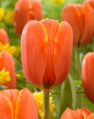 Tulipa Triple A