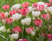 Tulipa Annelinde, Tulipa Candy Cane