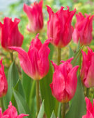 Tulipa Pretty Love
