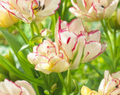 Tulipa Belicia
