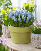 Muscari aucheri Ocean Magic ® Muscari aucheri Ocean Magic ®