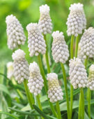 Muscari Siberian Tiger ® Muscari Siberian Tiger ®