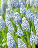 Muscari aucheri Ocean Magic ® Muscari aucheri Ocean Magic ®