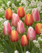 Tulipa Apeldoorns Elite, Beau Monde