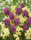 Tulipa Purple Flag, Narcissus Exotic Mystery