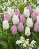 Tulipa Candy Prince, Tulipa White Prince