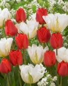 Tulipa White Valley, Apeldoorn