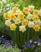 Narcissus White Lion, Narcissus Tahiti