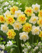 Narcissus White Lion, Narcissus Tahiti