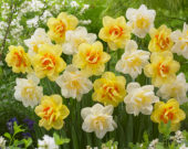 Narcissus White Lion, Narcissus Tahiti