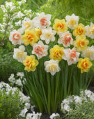 Narcissus double flowered mix
