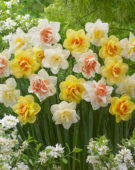 Narcissus double flowered mix