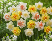 Narcissus double flowered mix