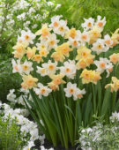 Narcissus Blushing Lady, Narcissus Bell Song