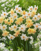Narcissus Blushing Lady, Narcissus Bell Song