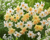 Narcissus Blushing Lady, Narcissus Bell Song