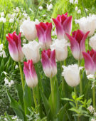 Tulipa Honeymoon, Tulipa Whispering Dream