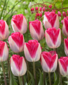 Tulipa Pink Cloud