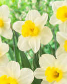 Narcissus Merels Favourite