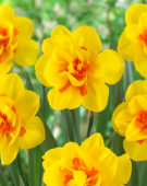 Narcissus Ferral