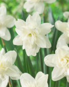 Narcissus double white