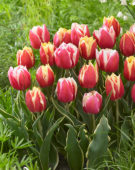 Tulipa Ophelia, Toplips