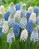 Muscari aucheri Magic ® mix Muscari aucheri Magic ® mix