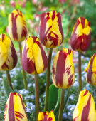 Tulipa Helmar