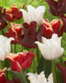 Tulipa Red Crown, Tulipa Elegant Crown, Tulipa White Liberstar