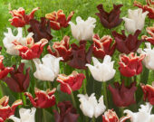 Tulipa Red Crown, Tulipa Elegant Crown, Tulipa White Liberstar
