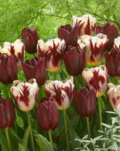 Tulipa Grand Perfection, National Velvet