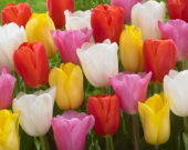 Tulipa triumf mix