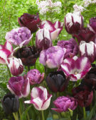 Tulipa mix in pink and purple
