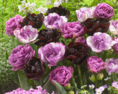 Tulipa double mix in pink and purple