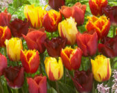 Tulipa zaailing Beyonce, Tulipa Davenport, Tulipa Flamenco, Tulipa Orange Crispa