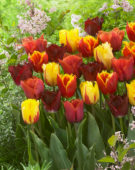 Tulipa zaailing Beyonce, Tulipa Davenport, Tulipa Flamenco, Tulipa Orange Crispa