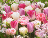 Tulipa mix in roze en wit