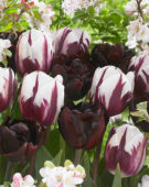 Tulipa Rems Favourite, Palmyra