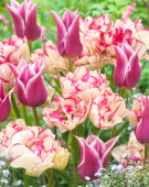 Tulipa Ballade, Belicia