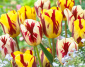 Tulipa Grand Perfection, Helmar