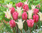 Tulipa Tres Chic, Pretty Princess