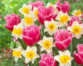 Narcissus Mrs Iwasa Masako, Tulipa Cacharel