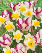 Narcissus Mrs Iwasa Masako, Tulipa Affaire