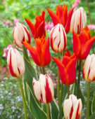 Tulipa Ballerina, Carnaval de Rio