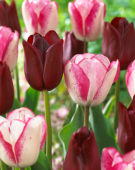 Tulipa National Velvet, Playgirl
