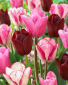 Tulipa mix in roze en rood