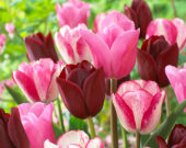 Tulipa mix in pink and red
