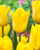 Tulipa Yellow Flight