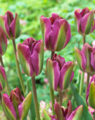Tulipa Nightrider