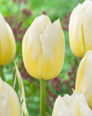 Tulipa Happy People